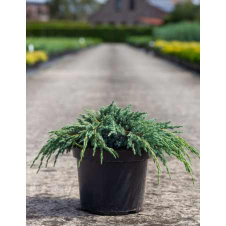 JUNIPERUS squamata BLUE SPIDER - Genévrier En pot de 7-10 litres diamètre 030-040 cm