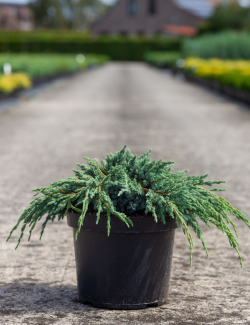 JUNIPERUS squamata BLUE SPIDER - Genévrier En pot de 7-10 litres diamètre 030-040 cm