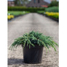 JUNIPERUS squamata BLUE SPIDER - Genévrier En pot de 7-10 litres diamètre 030-040 cm
