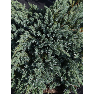JUNIPERUS squamata BLUE SPIDER - Genévrier