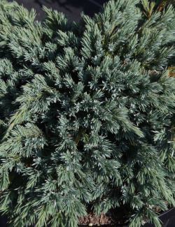 JUNIPERUS squamata BLUE SPIDER - Genévrier