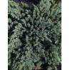JUNIPERUS squamata BLUE SPIDER - Genévrier