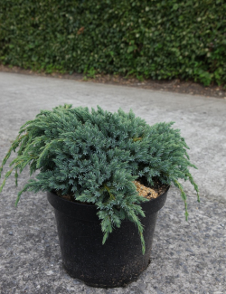 JUNIPERUS squamata BLUE SPIDER - Genévrier En pot de 7-10 litres diamètre 030-040 cm