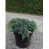 JUNIPERUS squamata BLUE SPIDER - Genévrier En pot de 7-10 litres diamètre 030-040 cm