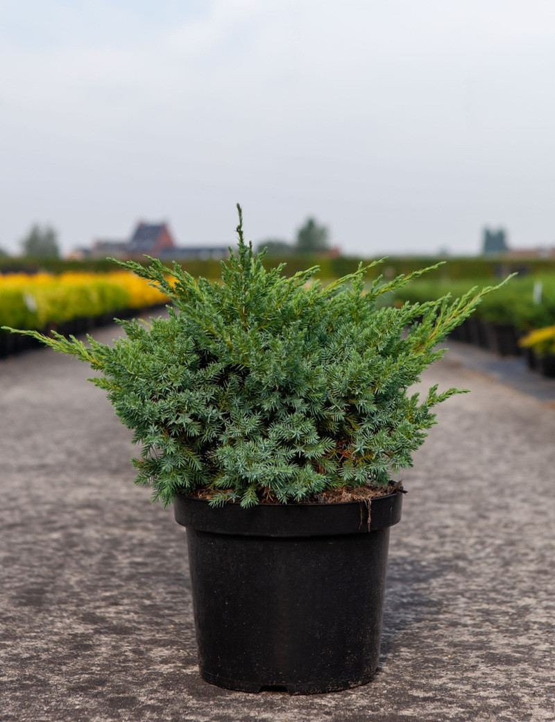JUNIPERUS squamata BLUE SWEDE - Genévrier En pot de 7-10 litres buisson diamètre 040-060 cm