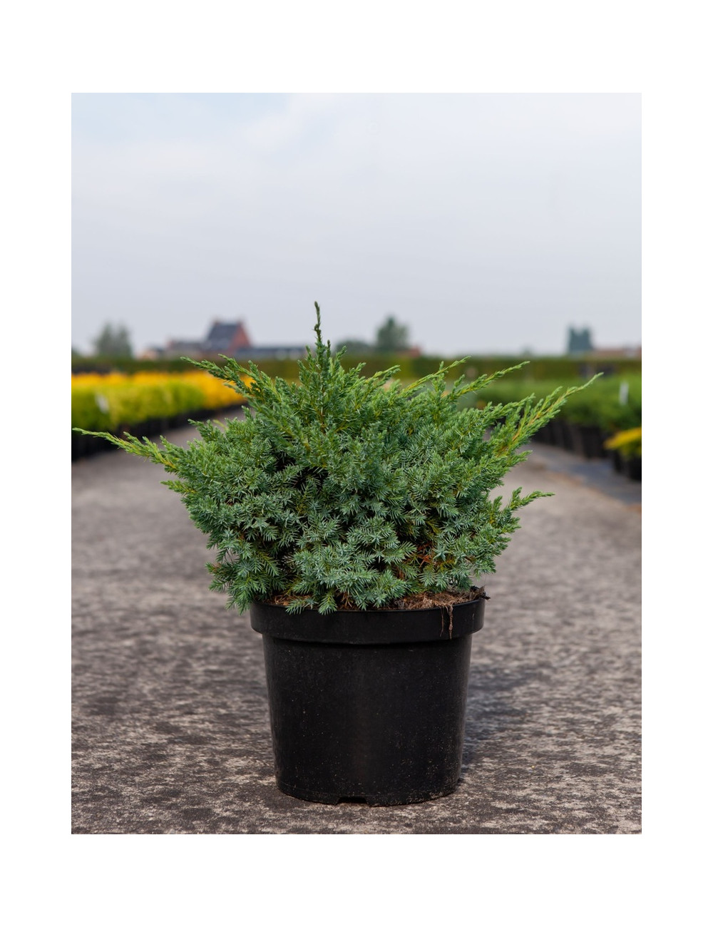 JUNIPERUS squamata BLUE SWEDE - Genévrier En pot de 7-10 litres buisson diamètre 040-060 cm