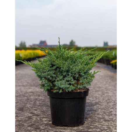 JUNIPERUS squamata BLUE SWEDE - Genévrier En pot de 7-10 litres buisson diamètre 040-060 cm