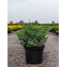 JUNIPERUS squamata BLUE SWEDE - Genévrier En pot de 7-10 litres buisson diamètre 040-060 cm
