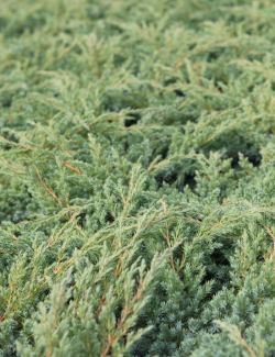 JUNIPERUS squamata BLUE SWEDE - Genévrier