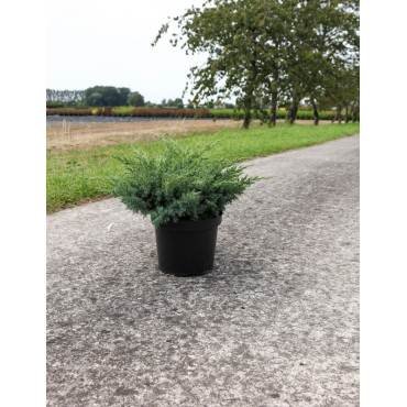 JUNIPERUS squamata BLUE SWEDE - Genévrier En pot de 7-10 litres buisson diamètre 040-060 cm