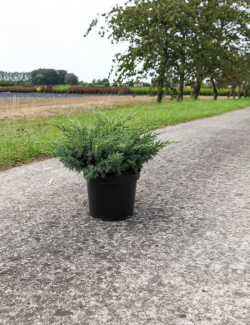 JUNIPERUS squamata BLUE SWEDE - Genévrier En pot de 7-10 litres buisson diamètre 040-060 cm