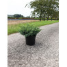 JUNIPERUS squamata BLUE SWEDE - Genévrier En pot de 7-10 litres buisson diamètre 040-060 cm