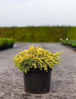 JUNIPERUS squamata DREAM JOY - Genévrier En pot de 7-10 litres diamètre 030-040 cm