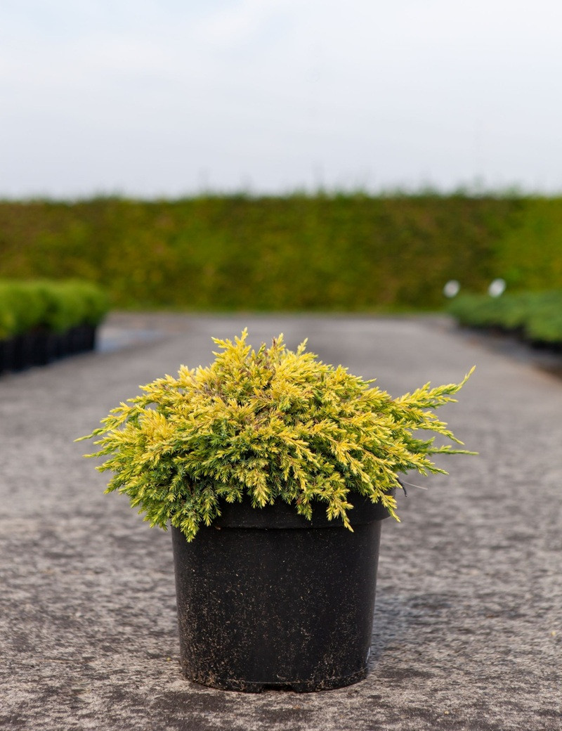 JUNIPERUS squamata DREAM JOY - Genévrier En pot de 7-10 litres diamètre 030-040 cm