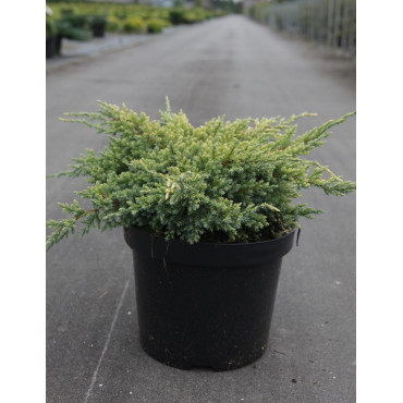JUNIPERUS squamata DREAM JOY - Genévrier En pot de 7-10 litres diamètre 030-040 cm