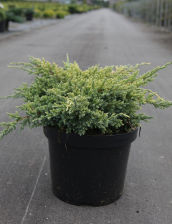 JUNIPERUS squamata DREAM JOY - Genévrier En pot de 7-10 litres diamètre 030-040 cm