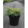 JUNIPERUS squamata DREAM JOY - Genévrier En pot de 7-10 litres diamètre 030-040 cm