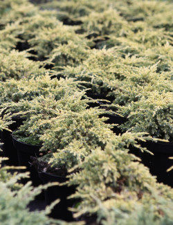JUNIPERUS squamata DREAM JOY - Genévrier