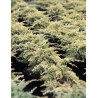 JUNIPERUS squamata DREAM JOY - Genévrier