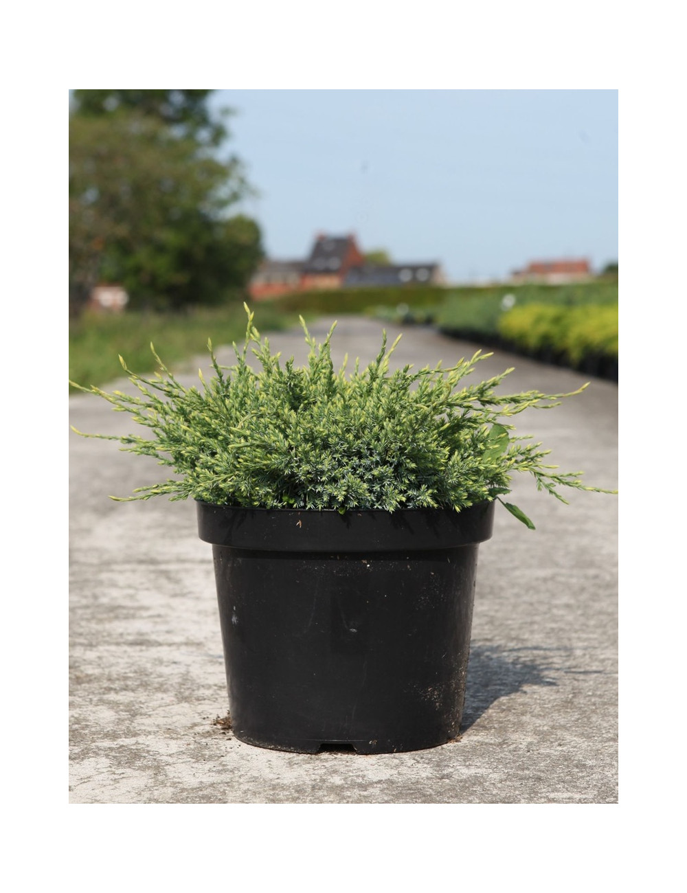 JUNIPERUS squamata HOLGER - Genévrier En pot de 7-10 litres buisson diamètre 040-060 cm