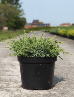 JUNIPERUS squamata HOLGER - Genévrier En pot de 7-10 litres buisson diamètre 040-060 cm