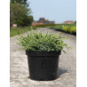 JUNIPERUS squamata HOLGER - Genévrier En pot de 7-10 litres buisson diamètre 040-060 cm