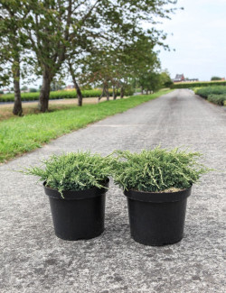 JUNIPERUS squamata HOLGER - Genévrier En pot de 7-10 litres buisson diamètre 040-060 cm