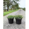 JUNIPERUS squamata HOLGER - Genévrier En pot de 7-10 litres buisson diamètre 040-060 cm