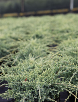 JUNIPERUS squamata HOLGER - Genévrier