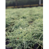 JUNIPERUS squamata HOLGER - Genévrier