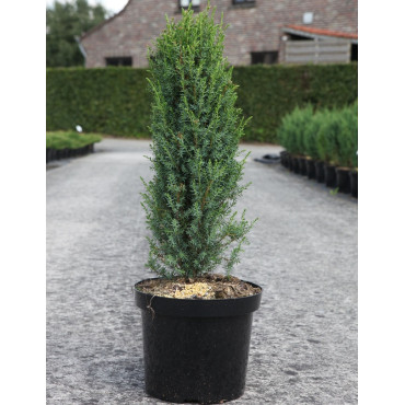 JUNIPERUS communis ARNOLD - Genévrier commun En pot de 7-10 litres hauteur 060-080 cm