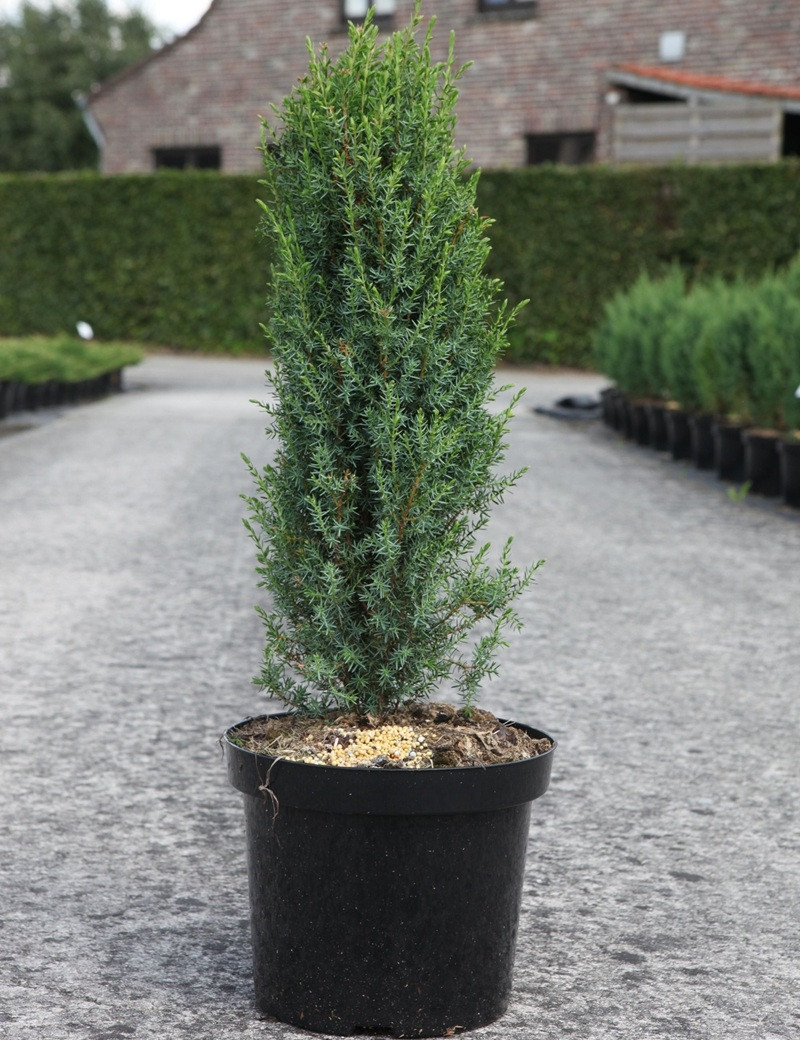 JUNIPERUS communis ARNOLD - Genévrier commun En pot de 7-10 litres hauteur 060-080 cm