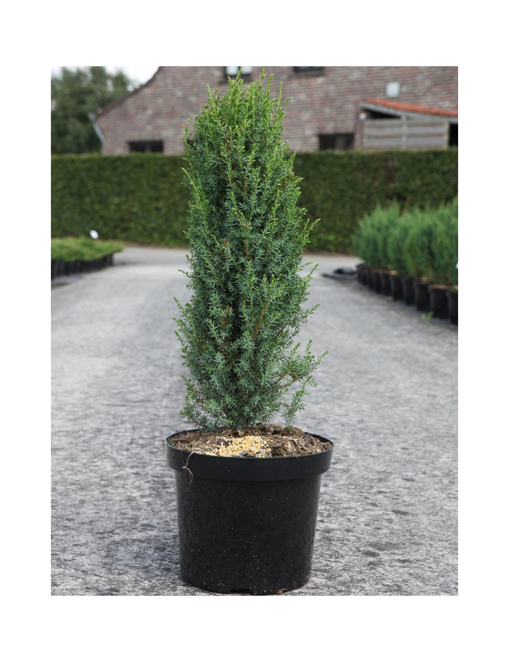 JUNIPERUS communis ARNOLD - Genévrier commun En pot de 7-10 litres hauteur 060-080 cm