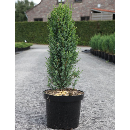 JUNIPERUS communis ARNOLD - Genévrier commun En pot de 7-10 litres hauteur 060-080 cm