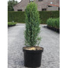 JUNIPERUS communis ARNOLD - Genévrier commun En pot de 7-10 litres hauteur 060-080 cm