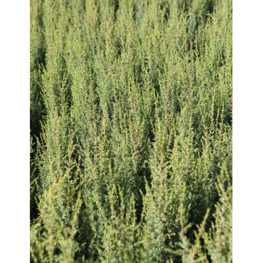 JUNIPERUS communis ARNOLD - Genévrier commun