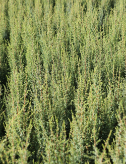 JUNIPERUS communis ARNOLD - Genévrier commun
