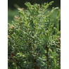 JUNIPERUS communis ARNOLD - Genévrier commun