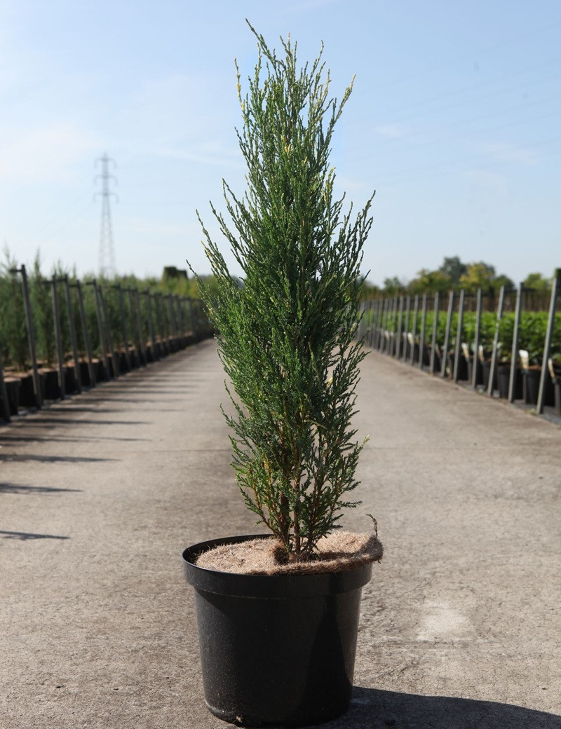 JUNIPERUS virginiana BLUE IVORY - Genévrier de Virginie En pot de 10-12 litres hauteur 080-100 cm