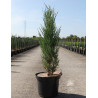 JUNIPERUS virginiana BLUE IVORY - Genévrier de Virginie En pot de 10-12 litres hauteur 080-100 cm
