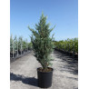 JUNIPERUS virginiana BLUE IVORY - Genévrier de Virginie En pot de 15-20 litres hauteur 125-150 cm