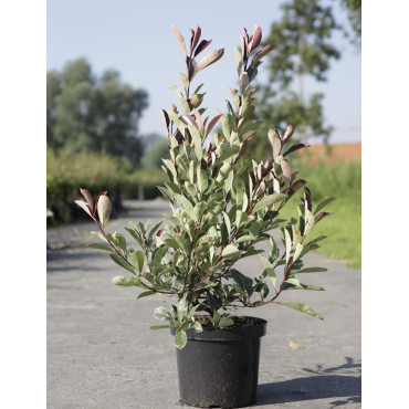 PHOTINIA fraseri LOUISE - Photinia En pot de 10-12 litres buisson hauteur 080-100 cm