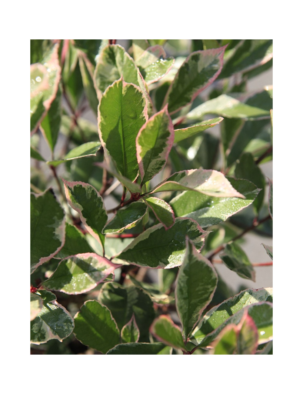 PHOTINIA fraseri LOUISE - Photinia