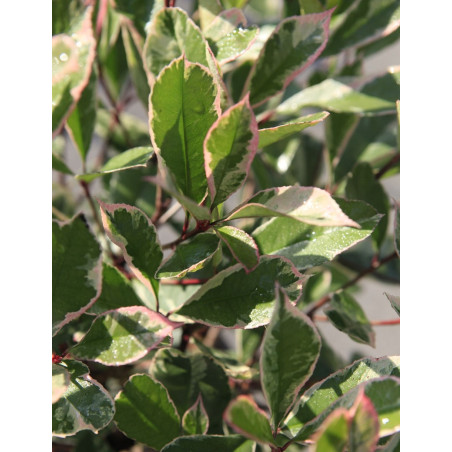 PHOTINIA fraseri LOUISE - Photinia