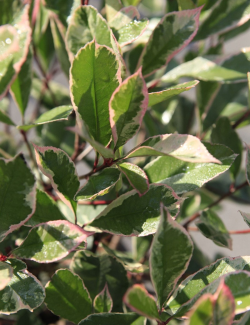 PHOTINIA fraseri LOUISE - Photinia