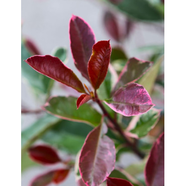 Photinia fraseri Louise – Arbuste persistant panaché rouge et crème, feuillage coloré et décoratif