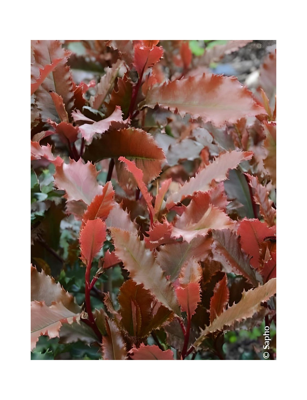 PHOTINIA serratifolia CRUNCHY - Photinia