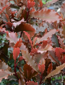 PHOTINIA serratifolia CRUNCHY - Photinia