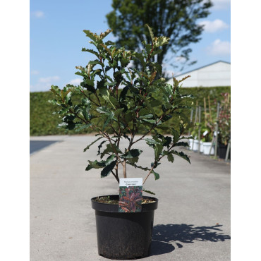 PHOTINIA serratifolia CRUNCHY - Photinia En pot de 10-12 litres buisson hauteur 080-100 cm