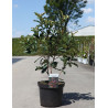 PHOTINIA serratifolia CRUNCHY - Photinia En pot de 10-12 litres buisson hauteur 080-100 cm